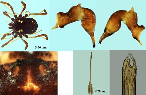 Réf. 194 638 : Paranemastoma quadripunctatum